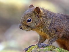 Microsciurus flaviventer
