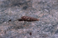 Clausilia
