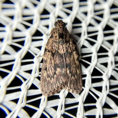 Mimaglossa nauplialis