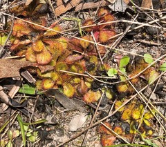 Drosera aberrans