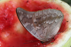 Archaeoprepona demophon