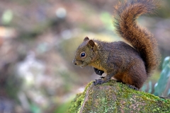 Microsciurus flaviventer