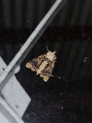 Heterochroma hypatia