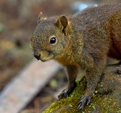 Microsciurus flaviventer