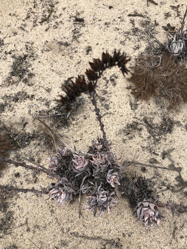 Dudleya cespitosa