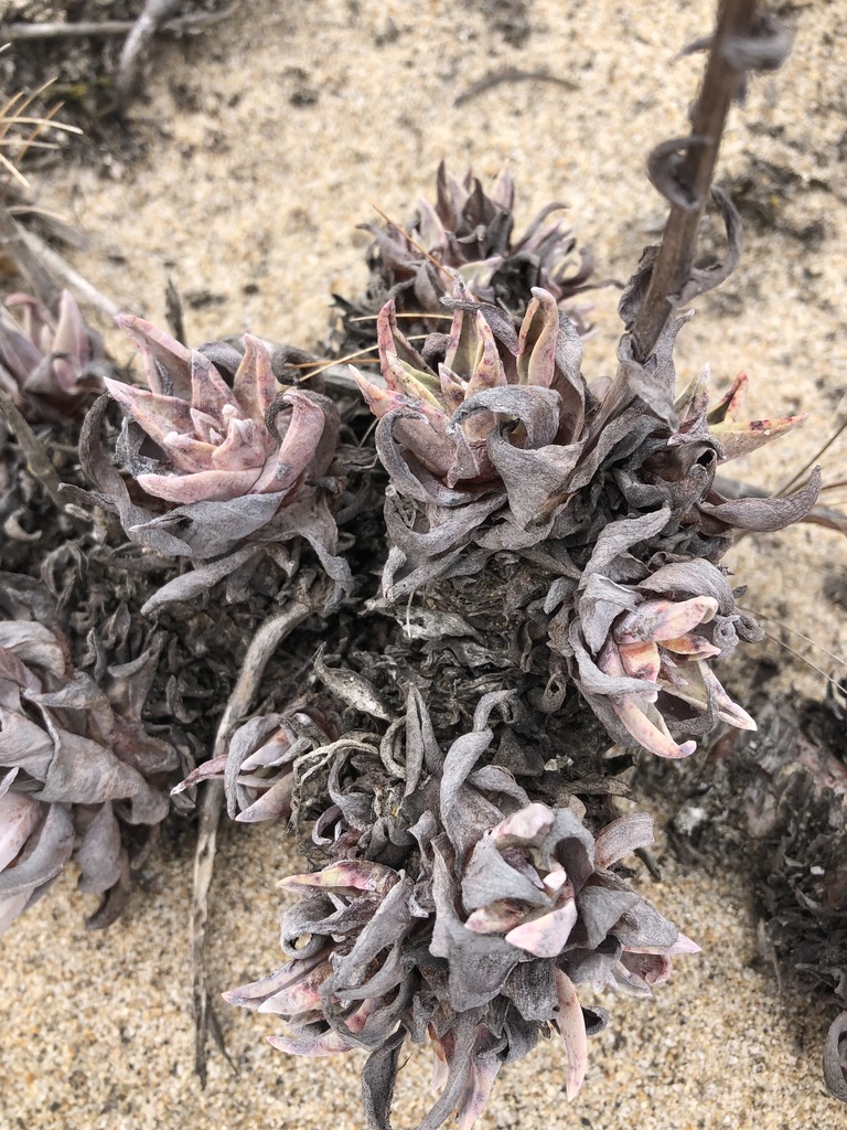 Dudleya caespitosa 2