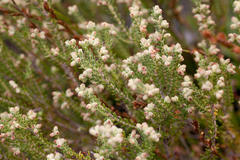 Erica serrata