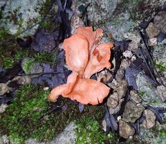 Cantharellus coccolobae