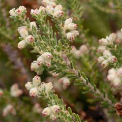 Erica serrata