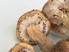 Armillaria gemina