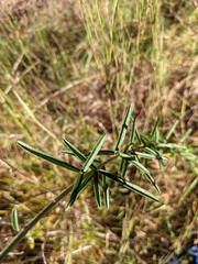 Lespedeza angustifolia