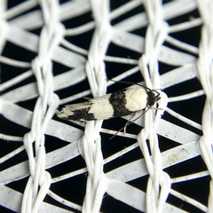 Delophanes anthracephala