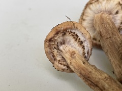 Armillaria gemina