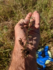 Lespedeza angustifolia