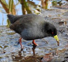 Black Crake photo 4