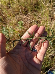 Lespedeza angustifolia
