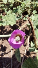 Sphaeralcea obtusiloba