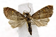 Microcausta bipunctalis