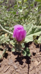 Sphaeralcea obtusiloba