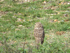 Athene cunicularia tolimae