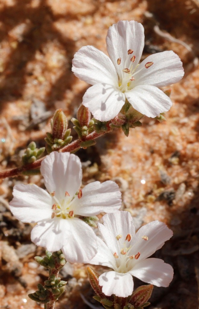 Frankenia cinerea