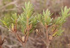 Leucadendron modestum