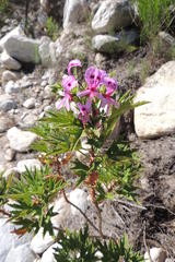 Pelargonium citronellum