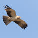 Booted Eagle - Photo (c) Stuart Shearer, some rights reserved (CC BY-NC), uploaded by Stuart Shearer