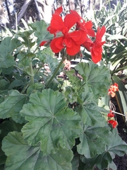 Pelargonium × hybridum