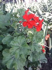 Pelargonium × hybridum