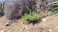 Senecio adenotrichius