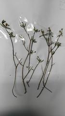 Drosanthemum calycinum