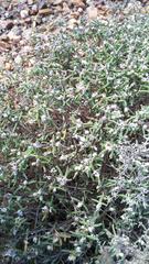 Drosanthemum calycinum