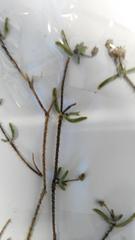 Drosanthemum calycinum