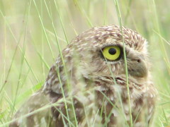 Athene cunicularia tolimae
