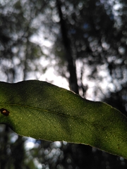 Eucalyptus brookeriana
