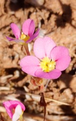 Levenhookia leptantha