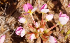 Levenhookia leptantha