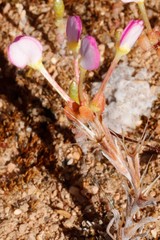 Levenhookia leptantha