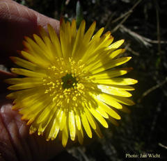 Lampranthus glaucus