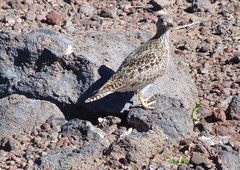 Thinocorus rumicivorus