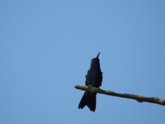 Anthracothorax nigricollis