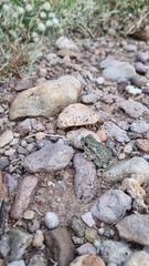 Scaphiopodidae
