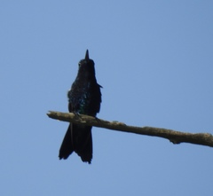 Anthracothorax nigricollis