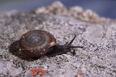 Helicodonta obvoluta