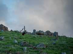 Osphranter robustus robustus