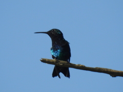 Anthracothorax nigricollis