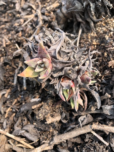 Dudleya cespitosa