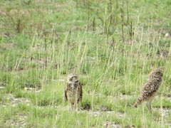 Athene cunicularia tolimae