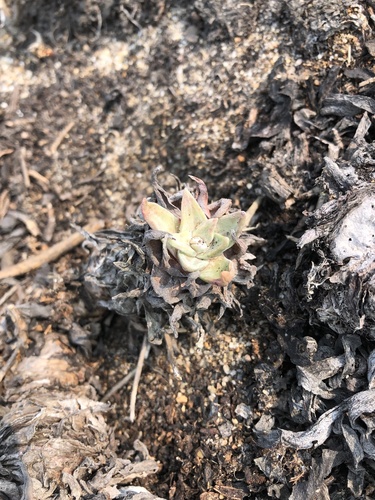 Dudleya cespitosa